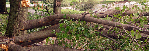 Tips for Tree Care and Storms: Before, During and After