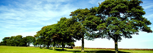 Learn About the Top 10 Myths of Tree Care