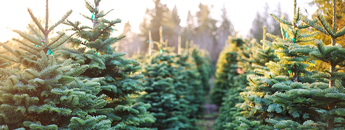 How To Choose A Christmas Tree