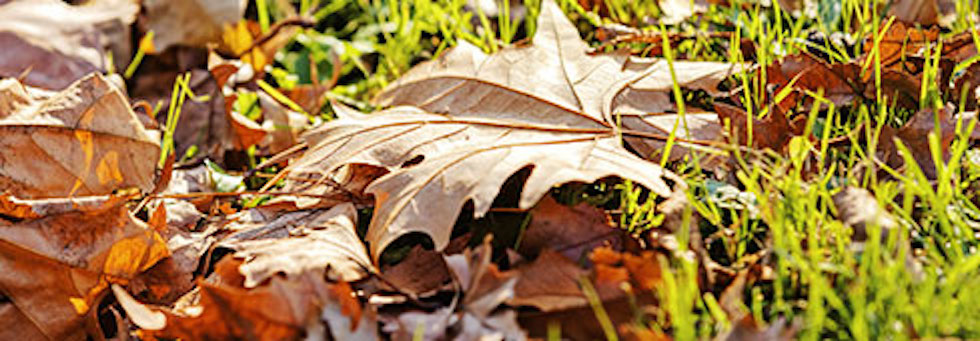 STIHL Seasonal Lawn Care Tips