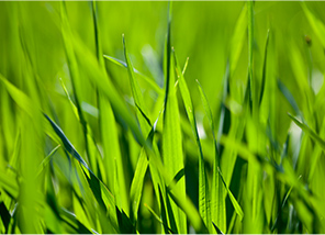 Fescue Lawn Tips - Rescue Your Fescue