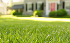 Keep Your Fescue Lawn Looking Great