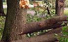 Tips for Tree Care and Storms