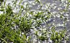 Wet Weather Lawn Care