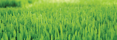 Help with Common Lawn Problems