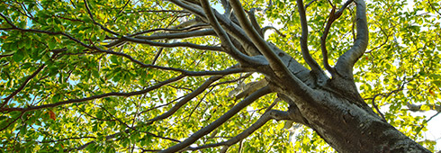 Encyclopedia of Trees