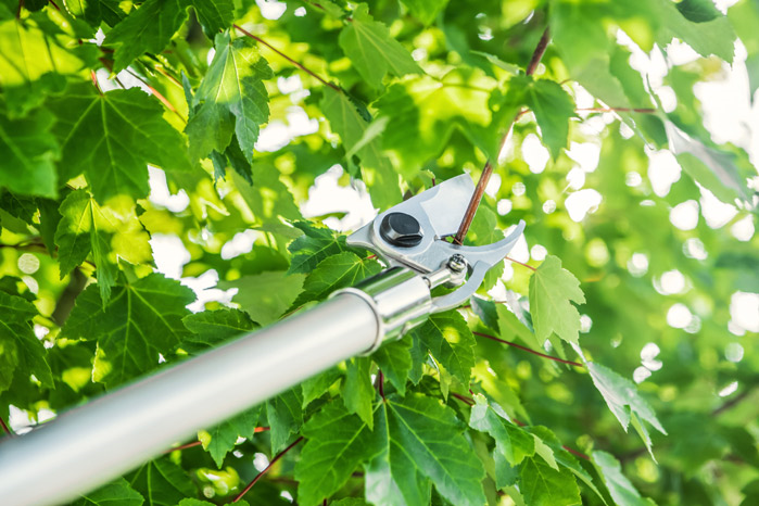 PP 101 Long Reach Pruner